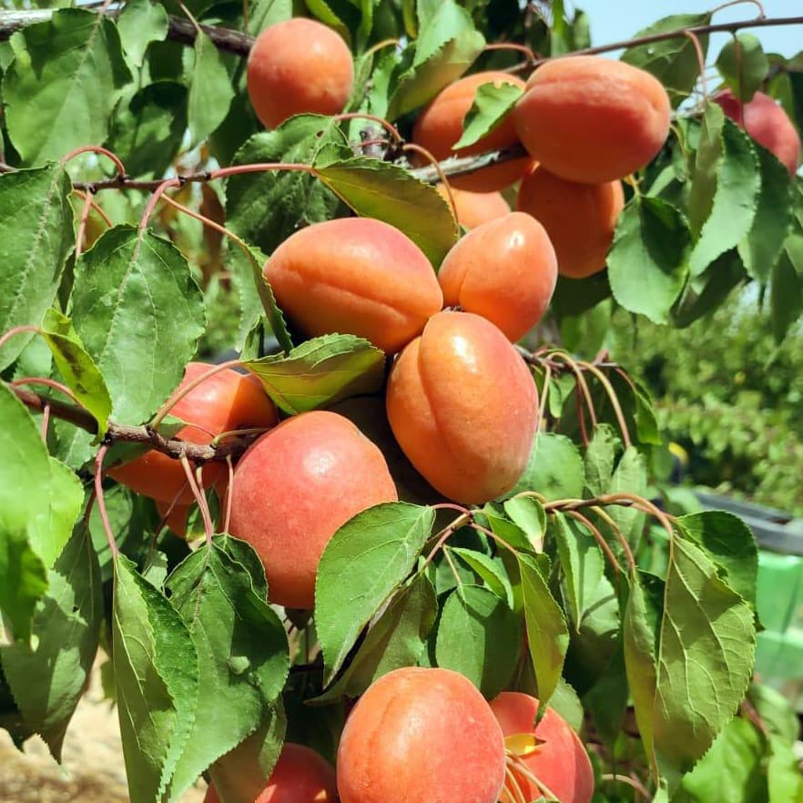 Albaricoques en campo